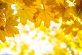 Close up of bright yellow and red maple leaves on fall tree branches with vibrant blurred background in autumn park Royalty Free Stock Photo