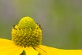 A close up of a bright yellow Rudbeckia paniculata coneflower