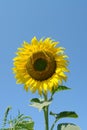 A close up of bright yellow sunflower against the blue sky Royalty Free Stock Photo