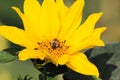 Close Up Of Bright Yellow Sunflower Bloom Helianthus Annuus With Isolated Pollinating Bee - Viersen, Germany