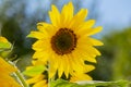 Close-up of a bright yellow sunflower Royalty Free Stock Photo