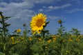 bright yellow sunflowers growing in a field on a sunny summer day Royalty Free Stock Photo