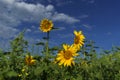 bright yellow sunflowers growing in a field on a sunny summer day Royalty Free Stock Photo