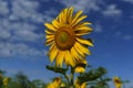 bright yellow sunflowers growing in a field on a sunny summer day Royalty Free Stock Photo