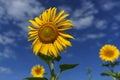 bright yellow sunflowers growing in a field on a sunny summer day Royalty Free Stock Photo