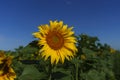 close-up of a bright yellow sunflower flower growing in a field on a sunny summer day Royalty Free Stock Photo