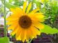 Close up of a bright Yellow Sunflower head in full bloom Royalty Free Stock Photo