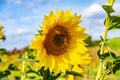A bright yellow sunflower Helianthus annuus against a blue sky Royalty Free Stock Photo