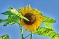 Close-up of a bright yellow sunflower Helianthus annuus Royalty Free Stock Photo