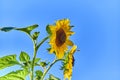 Close-up of a bright yellow sunflower Helianthus annuus Royalty Free Stock Photo