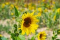 Close-up of a bright yellow sunflower Helianthus annuus Royalty Free Stock Photo