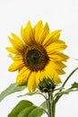 Close-up of a bright yellow sunflower in the sun Royalty Free Stock Photo