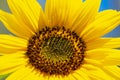 Close-up of a bright yellow sunflower Royalty Free Stock Photo