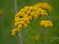 Bright yellow tansy flowers, closeup - Tanacetum vulgare