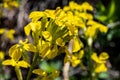 Close Up of Bright Yellow Wallflower Blooming In Summer