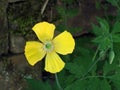 Close up of a bright yellow welsh poppy flower against a dark stone wall background Royalty Free Stock Photo