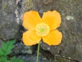 Close up of a bright yellow welsh poppy flower against a dark stone wall background Royalty Free Stock Photo