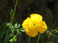 Close up of a bright yellow welsh poppy flower and seed pods with sunlit green vegetation against a dark background Royalty Free Stock Photo