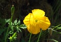 Close up of a bright yellow welsh poppy flower and seed pods with sunlit green vegetation against a dark background Royalty Free Stock Photo