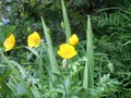 Close up of bright yellow welsh poppy flowers with sunlit green vegetation against a green background of leaves and ferns Royalty Free Stock Photo