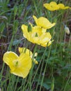 Close up of bright yellow welsh poppy flowers with sunlit green vegetation against a blurred green background Royalty Free Stock Photo