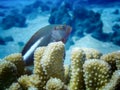 Close Up Brightly Colored Arc Eye Hawkfish in Coral