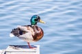Close up of brightly colored male mallard duck Anas platyrhynchos standing on a concrete platform on the shoreline of a pond, Royalty Free Stock Photo
