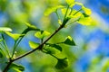 Close-up brightly green leaves of Ginkgo tree Ginkgo biloba, known gingko in soft focus against background