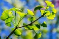 Close-up brightly green leaves of Ginkgo tree Ginkgo biloba, known gingko in soft focus against background of green