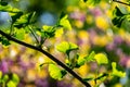 Close-up brightly green leaves of Ginkgo tree Ginkgo biloba, known as gingko, in soft focus against green, purple