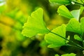 Close-up brightly green leaves of Ginkgo tree Ginkgo biloba, known as ginkgo or gingko in soft focus against background Royalty Free Stock Photo