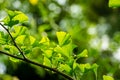 Close-up brightly green leaves of Ginkgo tree Ginkgo biloba, known as ginkgo or gingko in soft focus