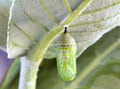 Close-up of a brilliant green monarch chrysalis. Royalty Free Stock Photo