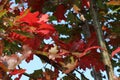 Close up of brilliant red and green leaves on an Oak tree changing colors in the fall at Richard Bong State Recreation Area Royalty Free Stock Photo