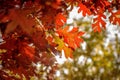 Closeup of bright red oak leaves on tree in autumn Royalty Free Stock Photo