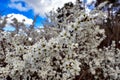 Blackthorn Tree Blossom Royalty Free Stock Photo