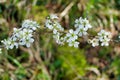 Blackthorn Tree Blossom Royalty Free Stock Photo