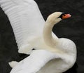 Close up brilliant white swan with red beak flapping wings against black river.