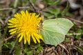 Close up of a brimstone butterfly on a dandelion flower Royalty Free Stock Photo