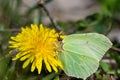 Close up of a brimstone butterfly drinking nectar Royalty Free Stock Photo