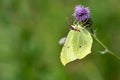 Close up of a Brimstone butterfly Royalty Free Stock Photo
