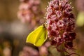Close up of a Brimstone butterfly on a pink flower Royalty Free Stock Photo