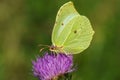 Close up of a brimstone butterfly on a pink flower Royalty Free Stock Photo