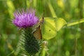 Close up of a Brimstone butterfly on a purple thistle flower Royalty Free Stock Photo