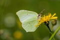 Close up of a Brimstone butterfly sitting on a yellow flower Royalty Free Stock Photo