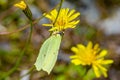 Close up of a Brimstone butterfly sitting on a yellow flower Royalty Free Stock Photo