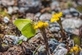 Close up of a Brimstone butterfly on a tussilago flower Royalty Free Stock Photo