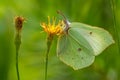 Close up of a brimstone butterfly on a yellow flower Royalty Free Stock Photo