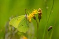 Close up of a Brimstone butterfly on a yellow flower Royalty Free Stock Photo