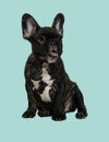 Close up of Brindle French bulldog puppy standing isolated on blue sky